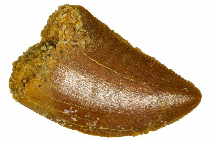 Serrated, Baby Carcharodontosaurus Tooth - Morocco #361027